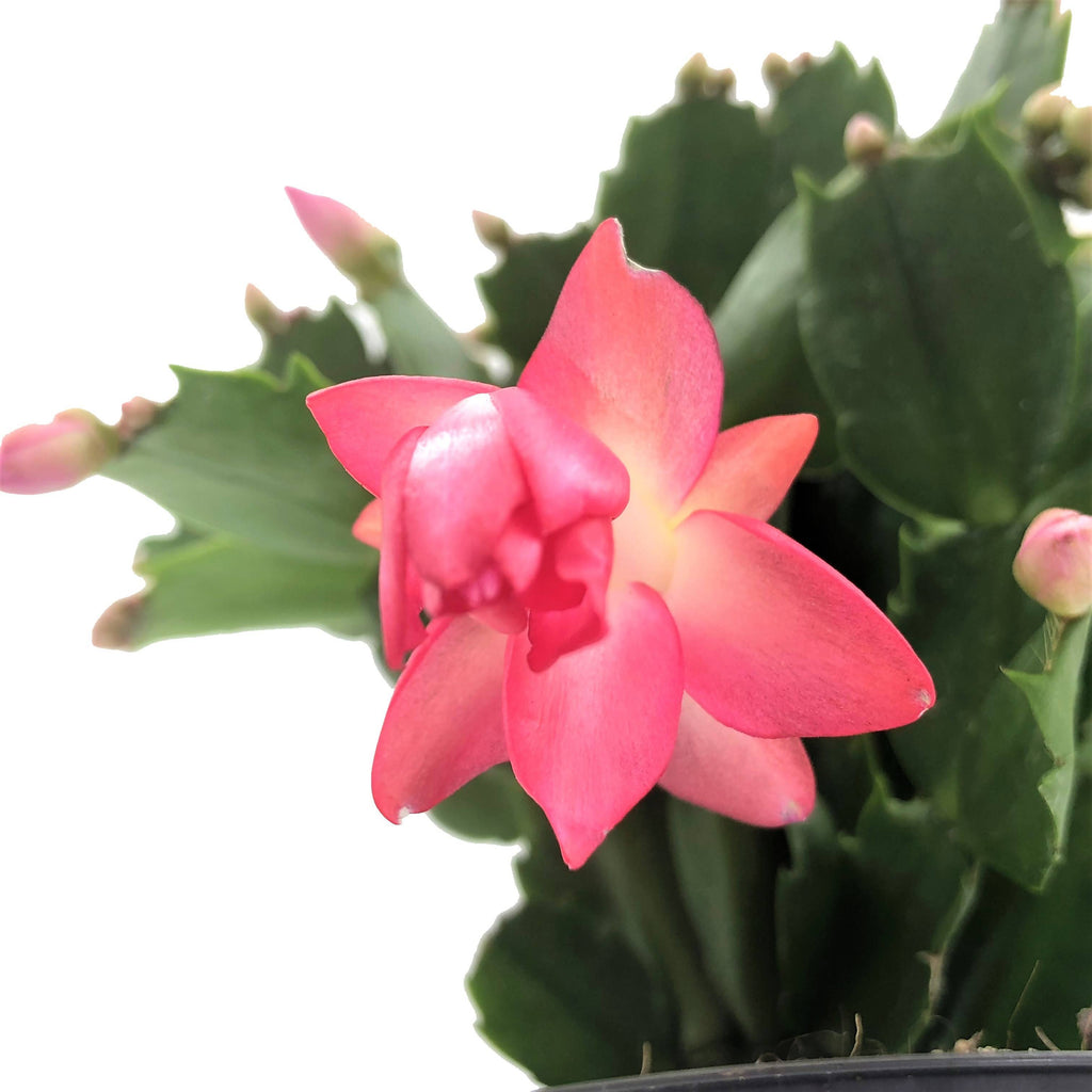 Schlumbergera truncata, Christmas Cactus (0.15m)