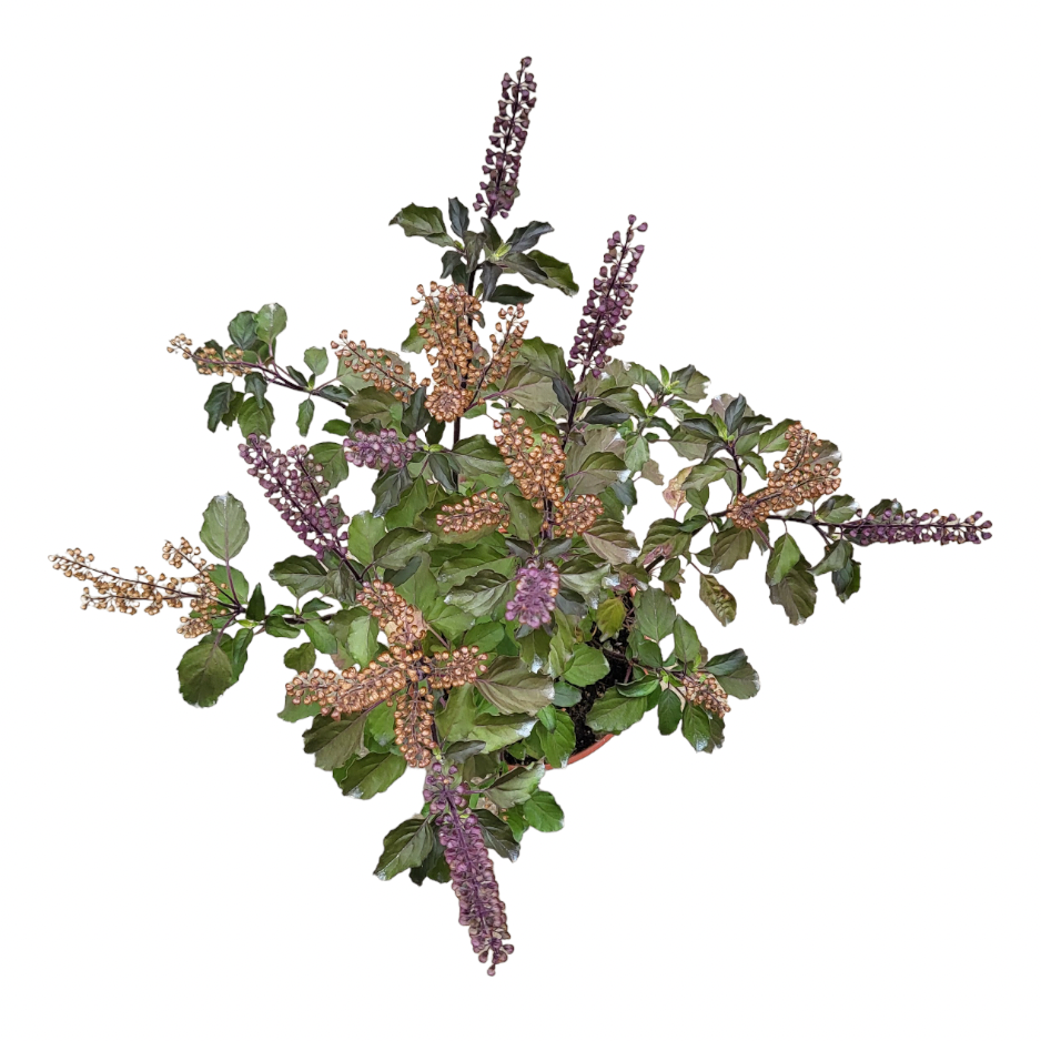 Ocimum tenuiflorum, Holy Basil, Purple Tulsi (0.3m)