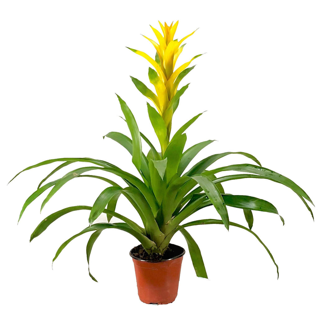 Guzmania, Yellow (0.7m)