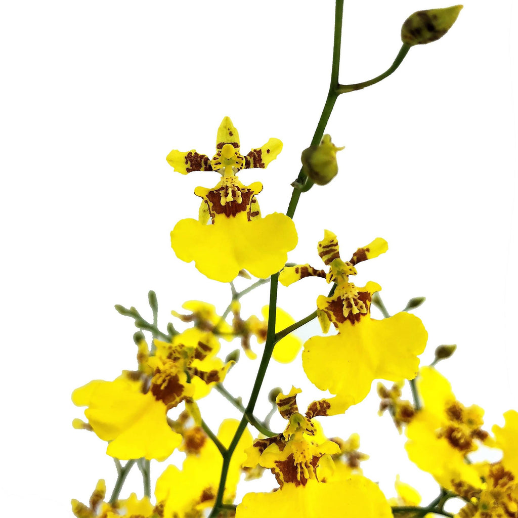 Oncidium goldiana ‘Golden Shower’, Dancing-lady Orchid (0.5m)