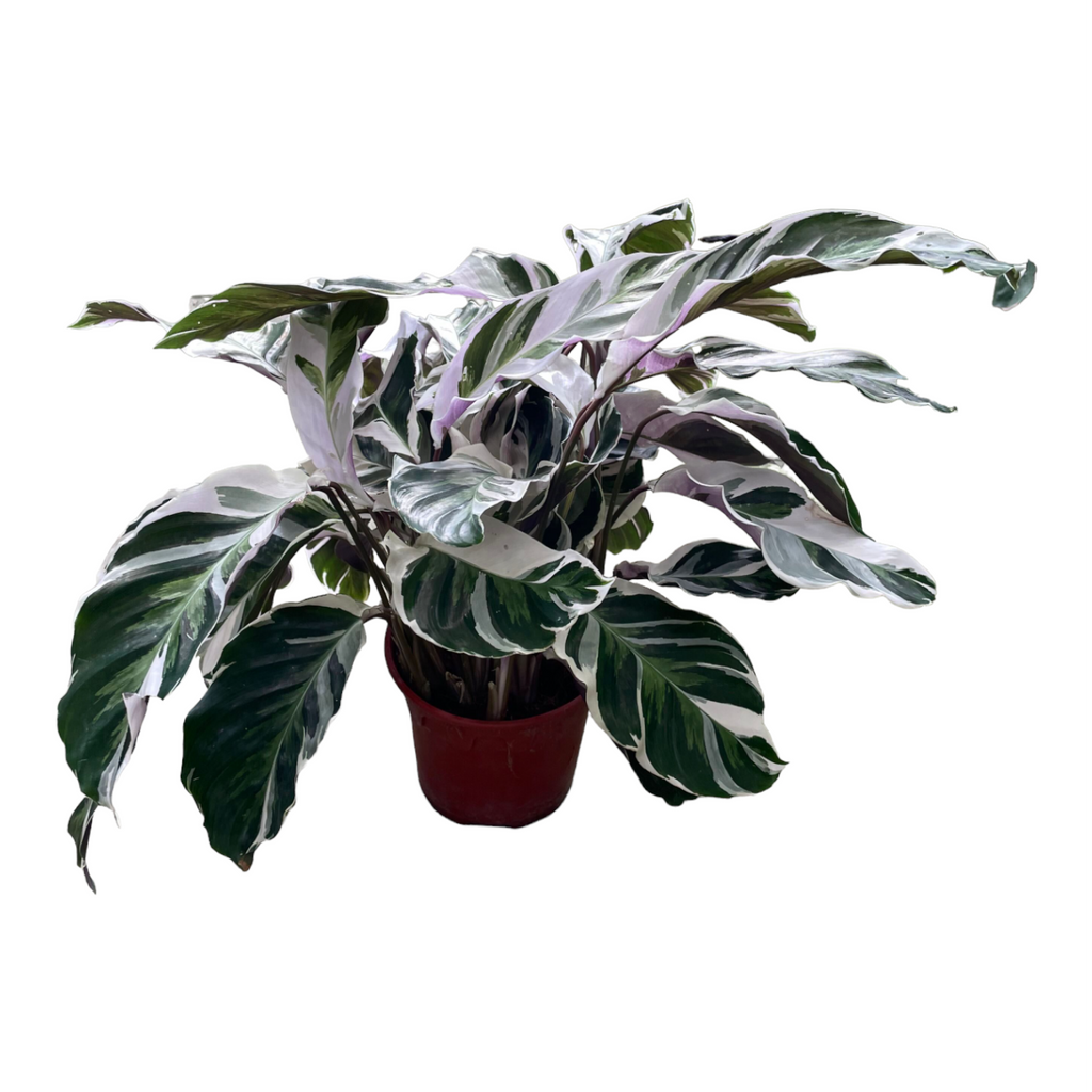 Calathea 'White Fusion' (0.35m)