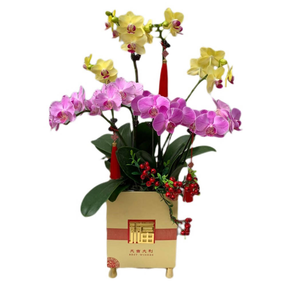 Harmony Bloom: 4 in 1 Mini Phalaenopsis Orchid Arrangement with CNY Décor (花好月圆)