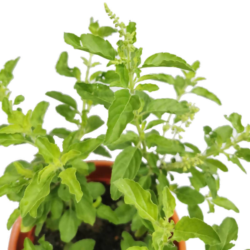 Ocimum tenuiflorum, Holy Basil, Sacred Basil, Tulsi (0.4m)