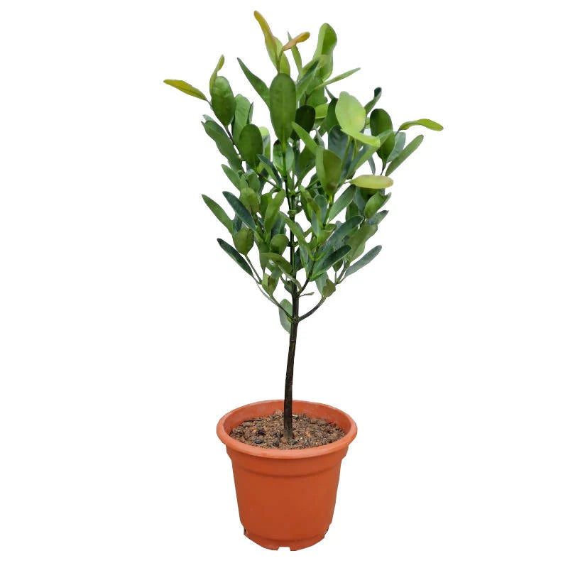 Garcinia subelliptica, Happiness tree (1.2m) – Noah Garden Centre