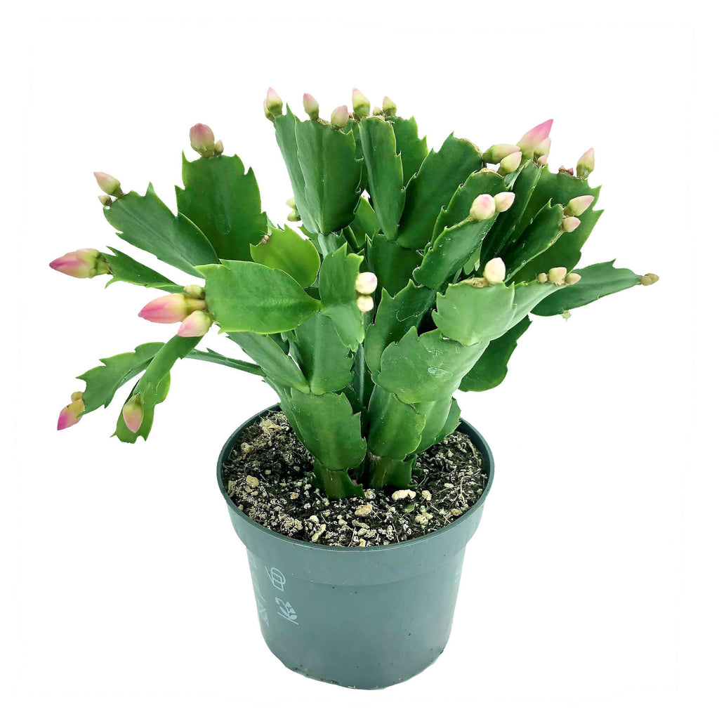 Schlumbergera truncata, Christmas Cactus (0.15m)