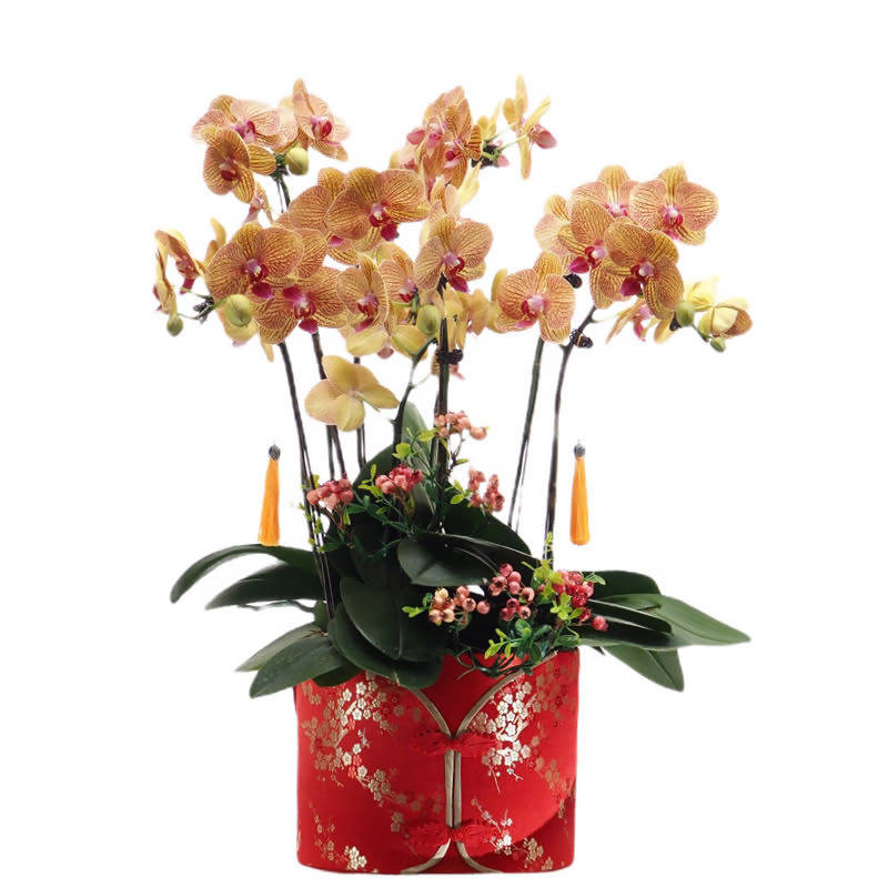 Blossoming Elegance: 5 in 1 Phalaenopsis, Moth Orchid Arrangement with CNY Decor 繁花似锦