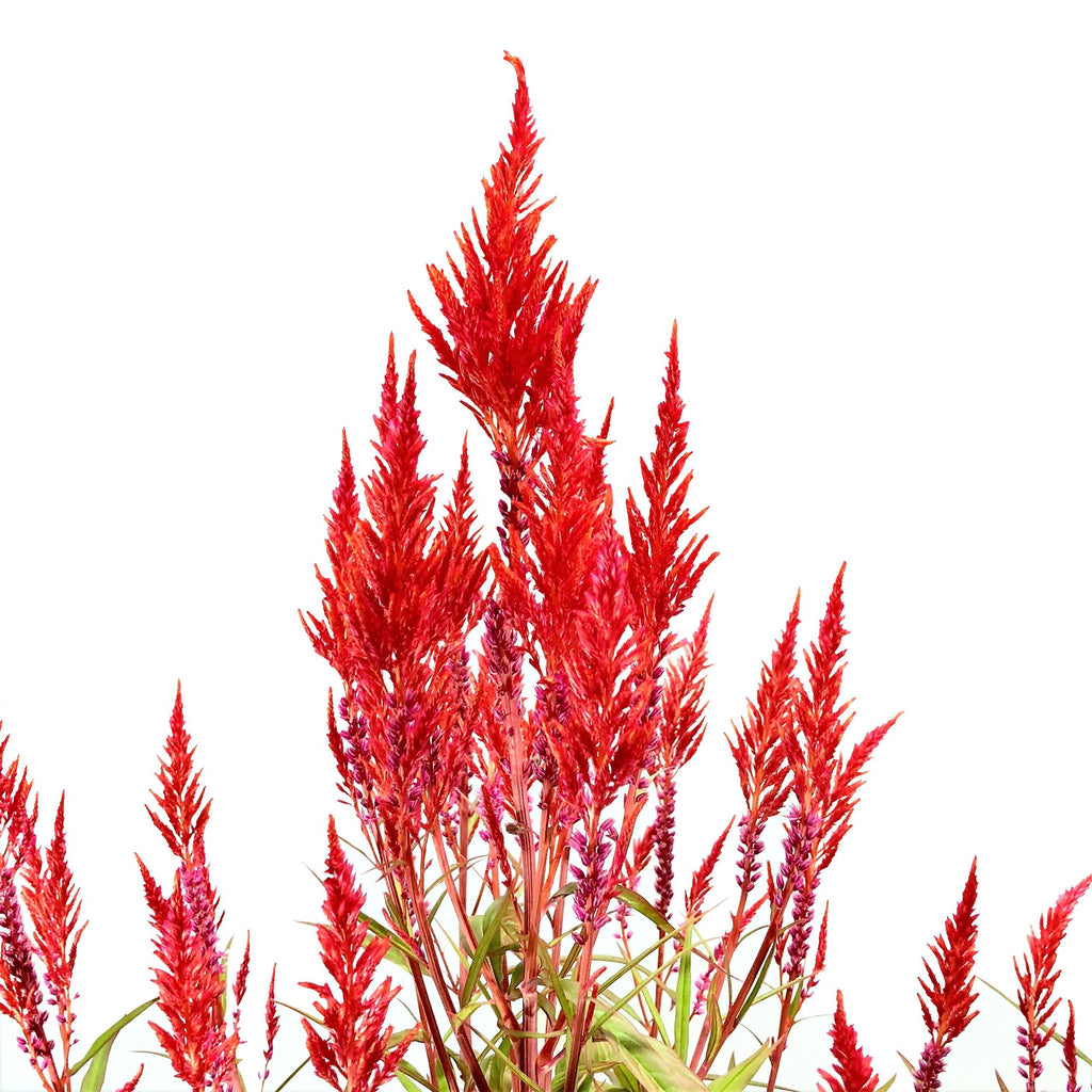 Celosia argentea var. plumosa, Red (0.9m)