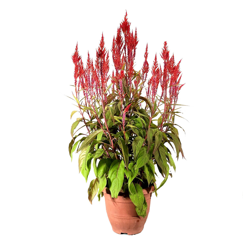 Celosia argentea var. plumosa, Red (0.9m)