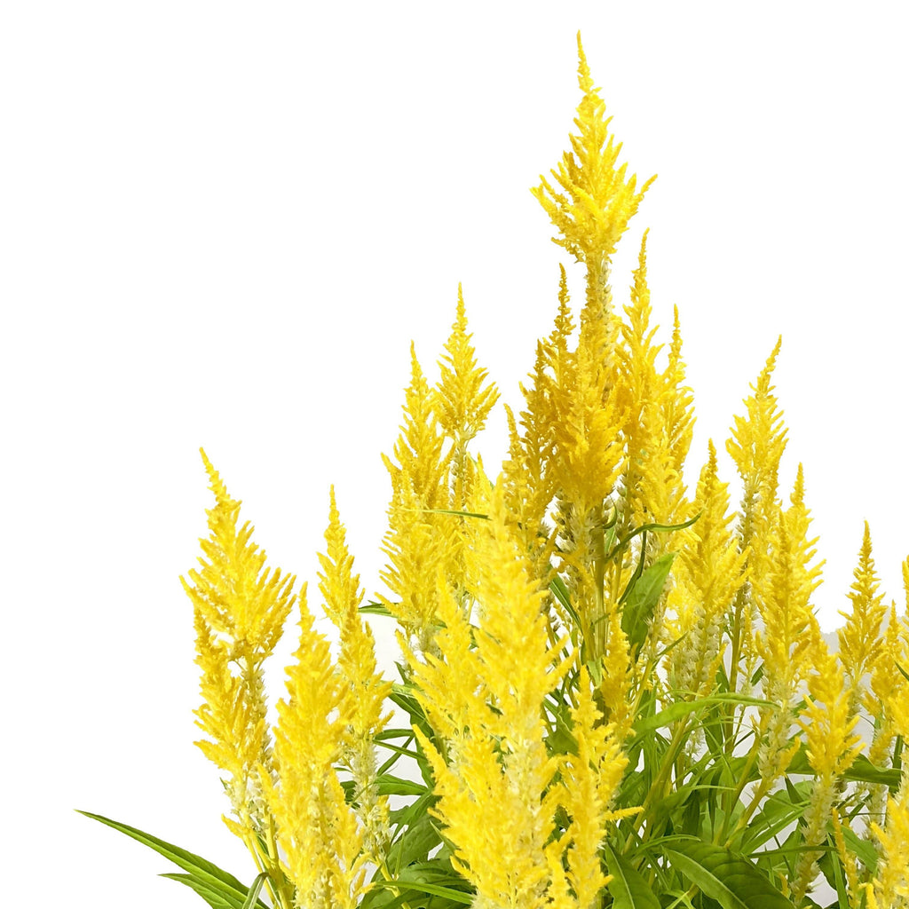 Celosia argentea var. plumosa, Yellow (0.9m)