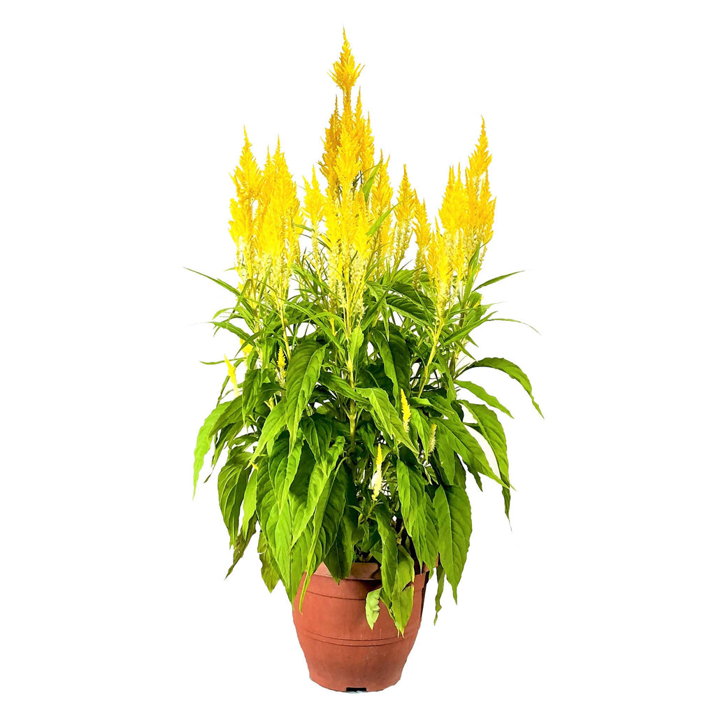 Celosia argentea var. plumosa, Yellow (0.9m)