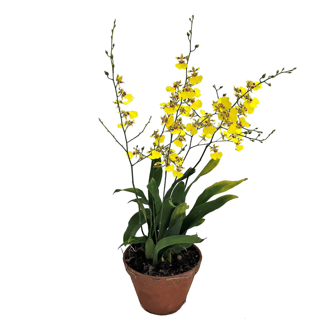 Oncidium goldiana ‘Golden Shower’, Dancing-lady Orchid (0.5m)