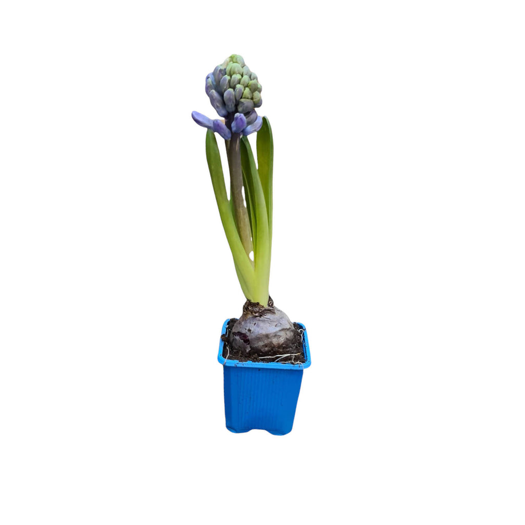 Hyacinthus, Hyacinth 风信子, 洋水仙 (0.15mH)