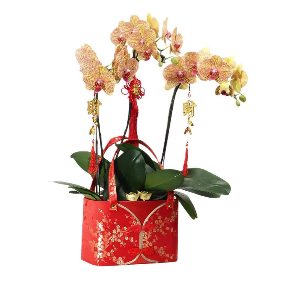 Fortune Elegance: 3 in 1 Phalaenopsis with CNY Décor (吉星高照）