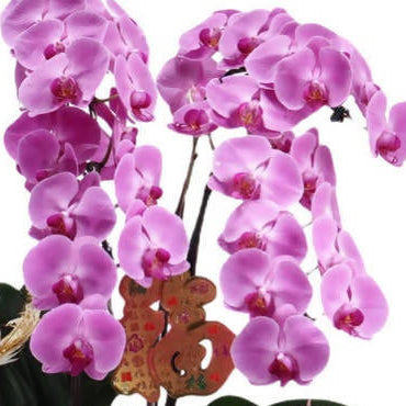 [Auspicious CNY Flowers] 6 in 1 PME Phalaenopsis, Moth Orchid Arrangement with CNY Decor 六六大顺