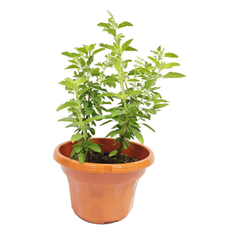 Ocimum tenuiflorum, Holy Basil, Sacred Basil, Tulsi (0.4m)