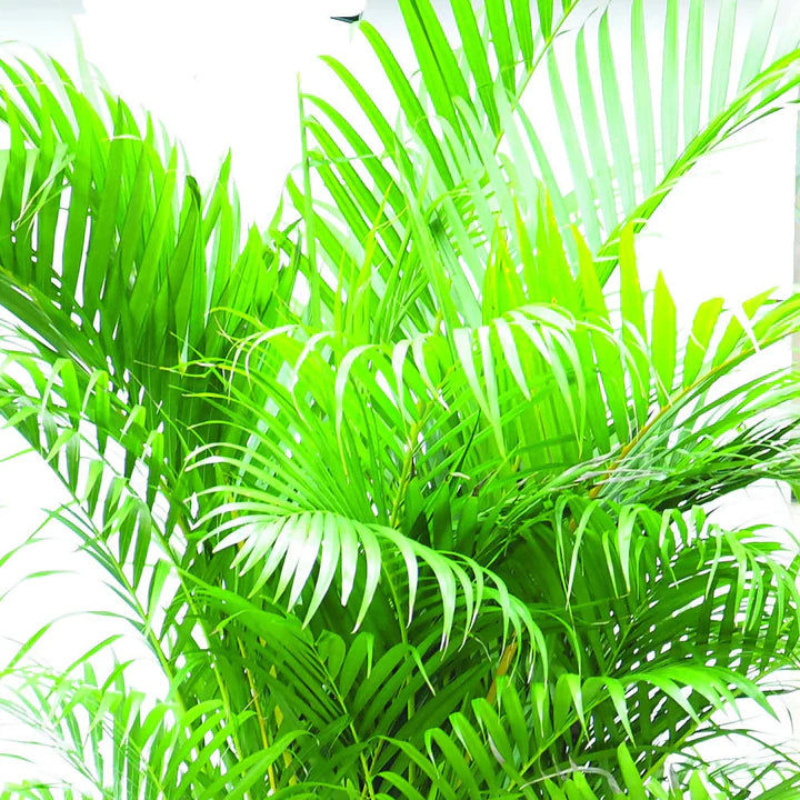 Dypsis lutescens, Yellow Palm (1.2m) – Noah Garden Centre