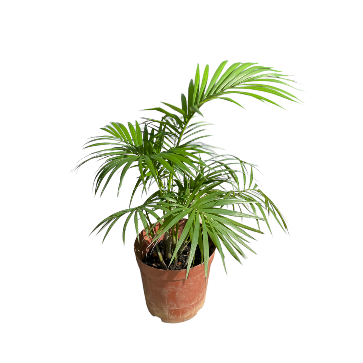 Rhopaloblaste ceramica, Java Palm (0.4m) – Noah Garden Centre