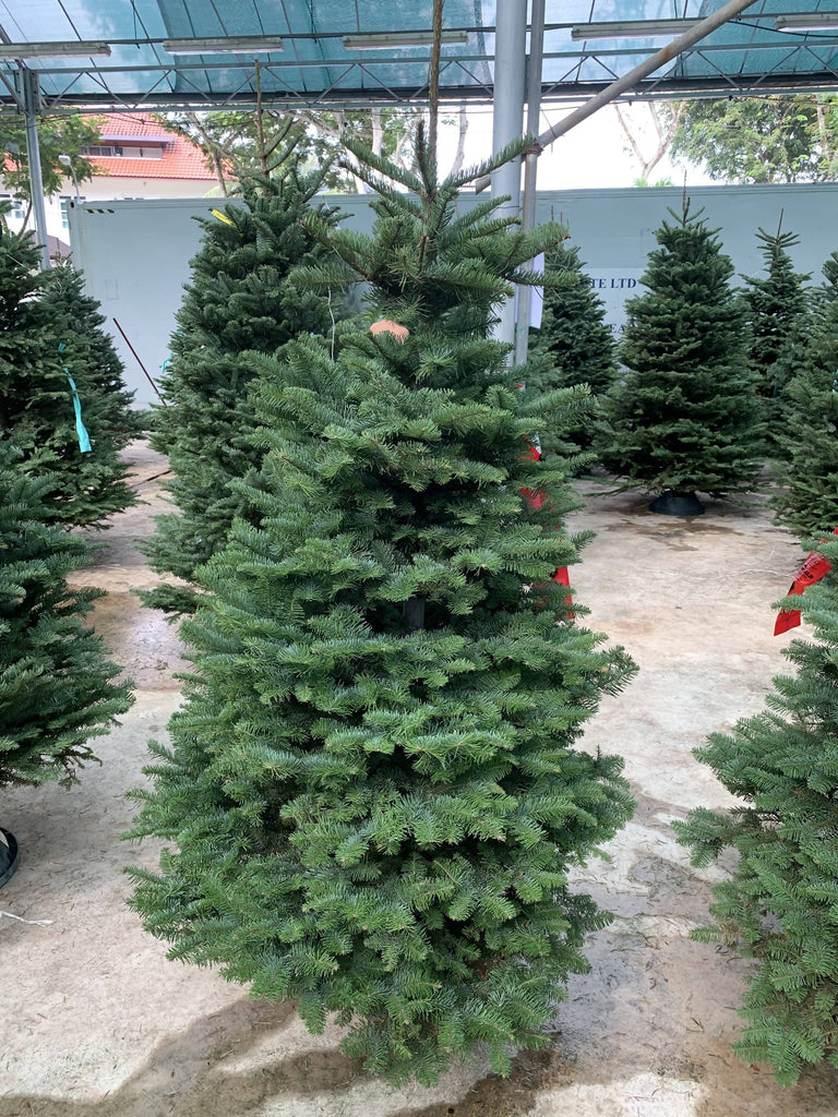 [PRE-ORDER] Noble Fir Christmas Tree (5FT - 12FT)