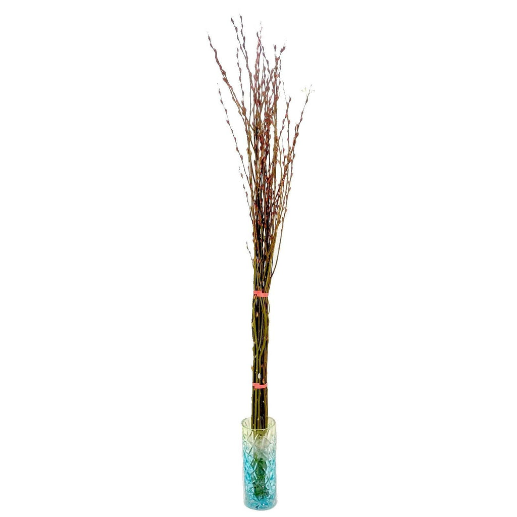 Pussy Willow Cutting Bundle (2.1m)