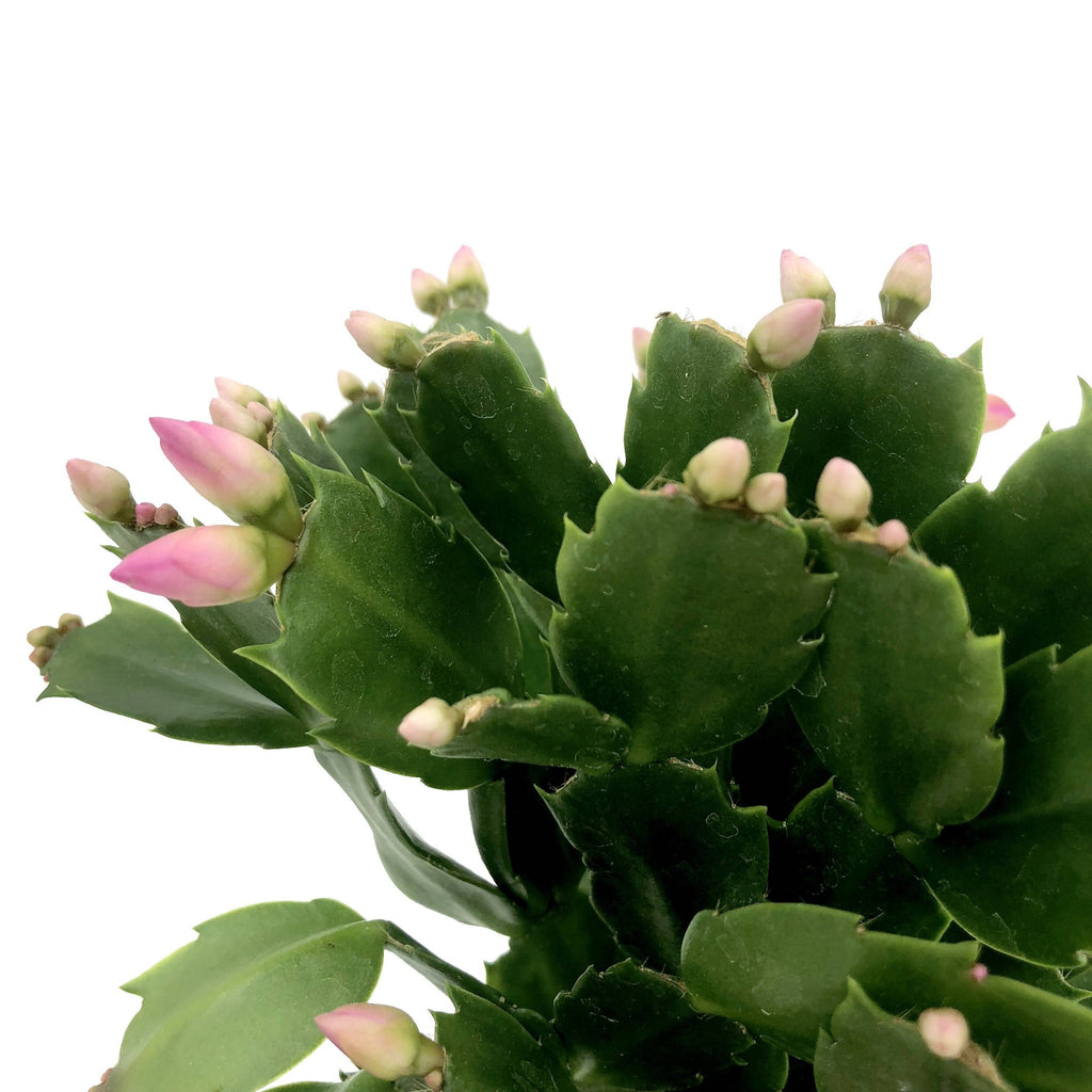 Schlumbergera truncata, Christmas Cactus (0.15m)