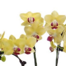 Spring Blossoms: 3 in 1 Mini Phalaenopsis Orchid Arrangement with CNY Décor (春暖花开)