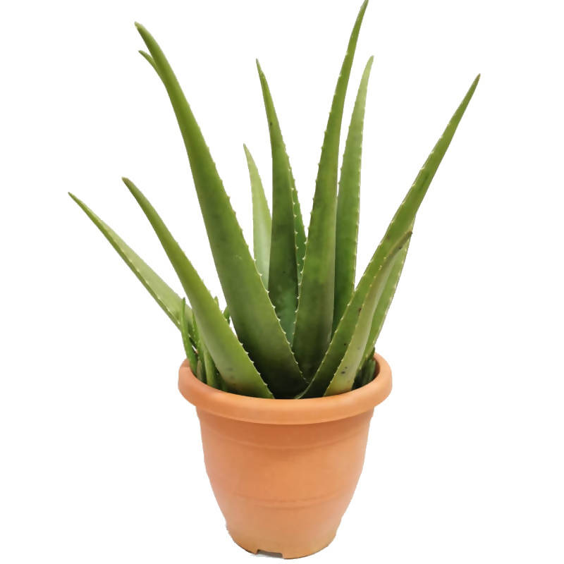 Aloe vera, Barbados or Medicinal Aloe, Burn Plant (0.5m) – Noah Garden ...