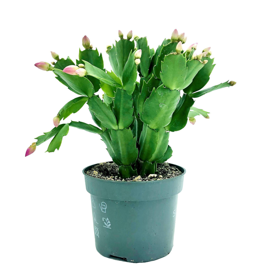 Schlumbergera truncata, Christmas Cactus (0.15m)