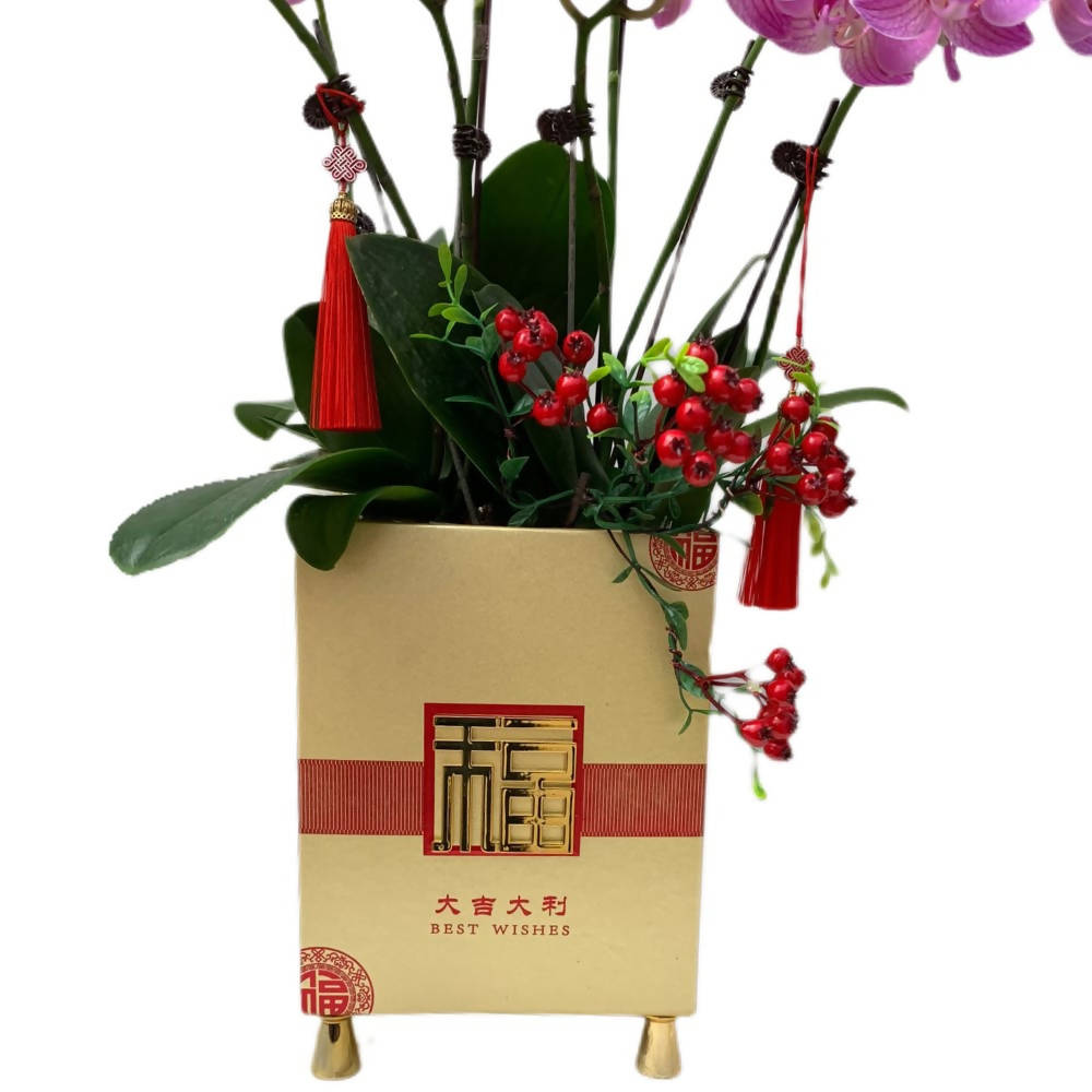 Harmony Bloom: 4 in 1 Mini Phalaenopsis Orchid Arrangement with CNY Décor (花好月圆)