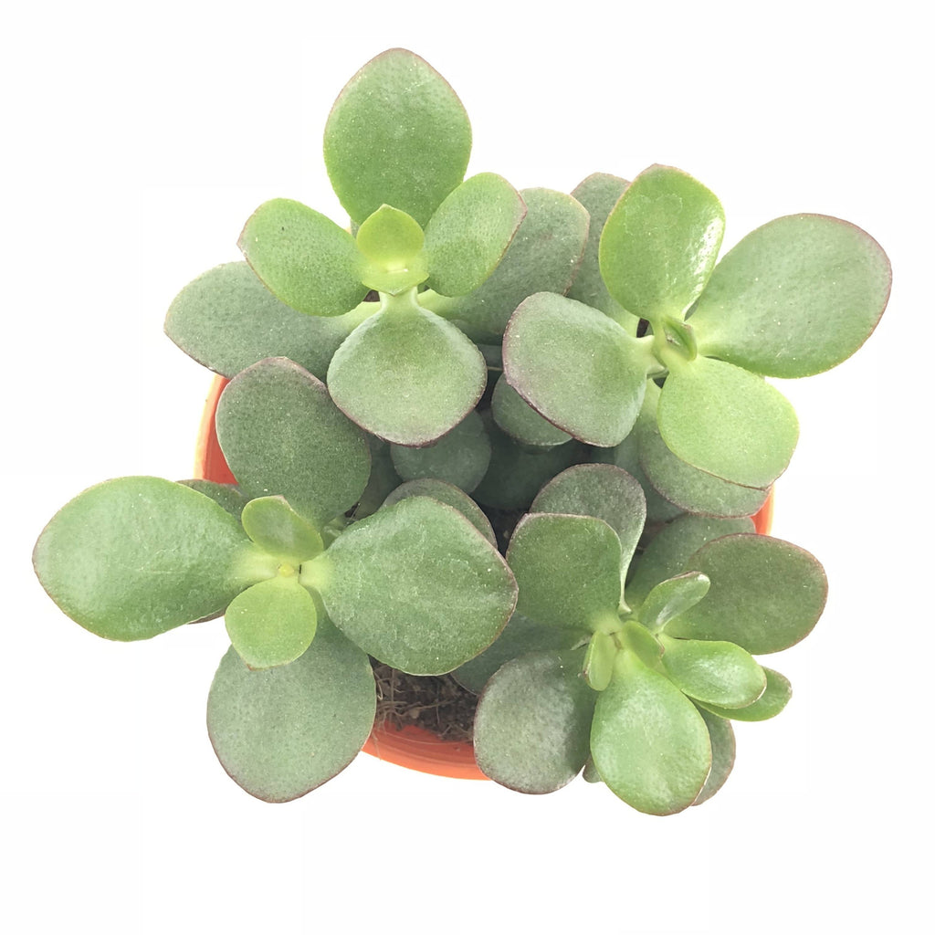 Crassula ovata, Jade Plant (0.05m)