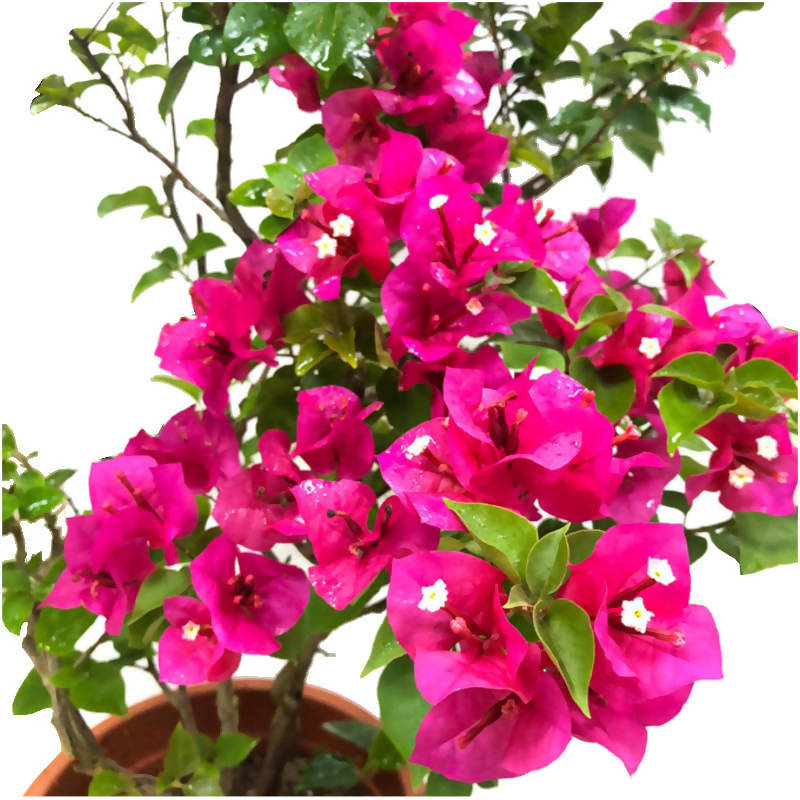 Bougainvillea 'Louis Wathen' (0.65m) – Noah Garden Centre